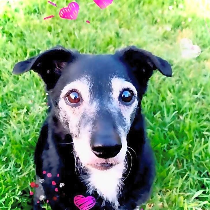 Photo of Gracie Bug