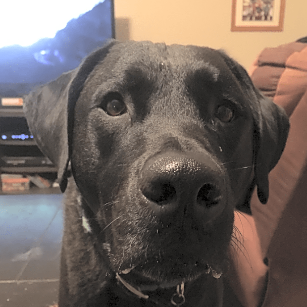 Photo of Riley