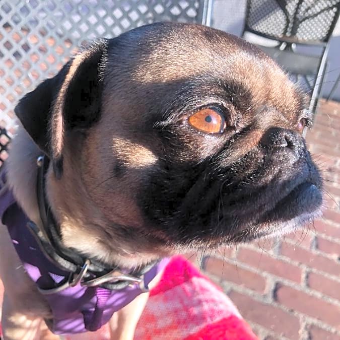 Photo of Mojo