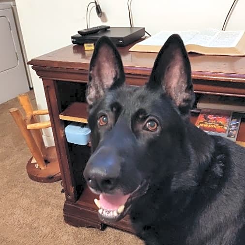 Photo of Apollo