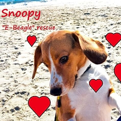 Photo of Snoopy