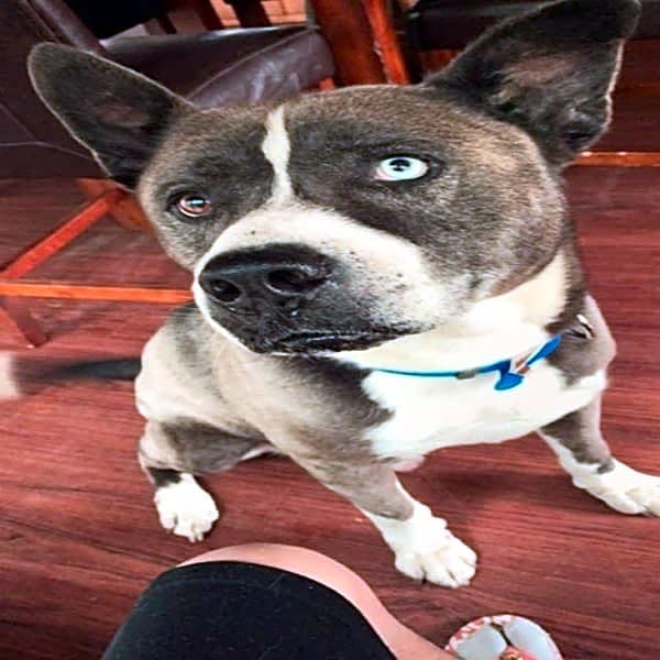 Photo of Bruno