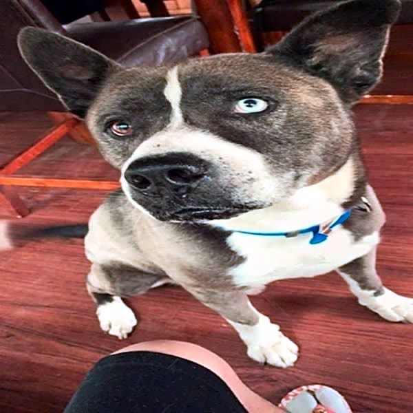 Photo of Bruno