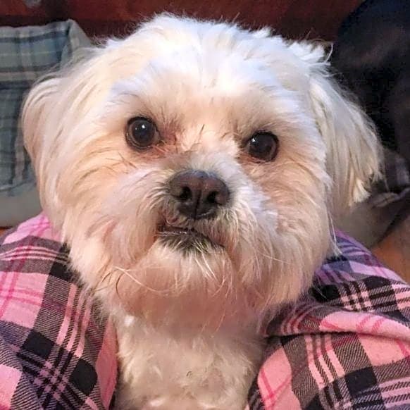 Photo of Oscar