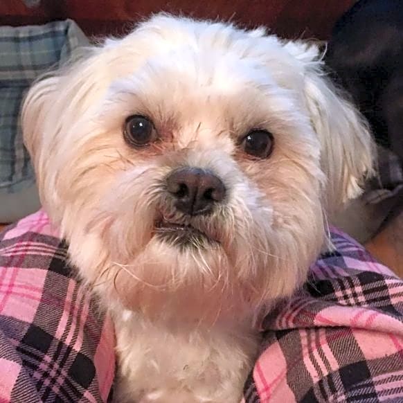 Photo of Oscar