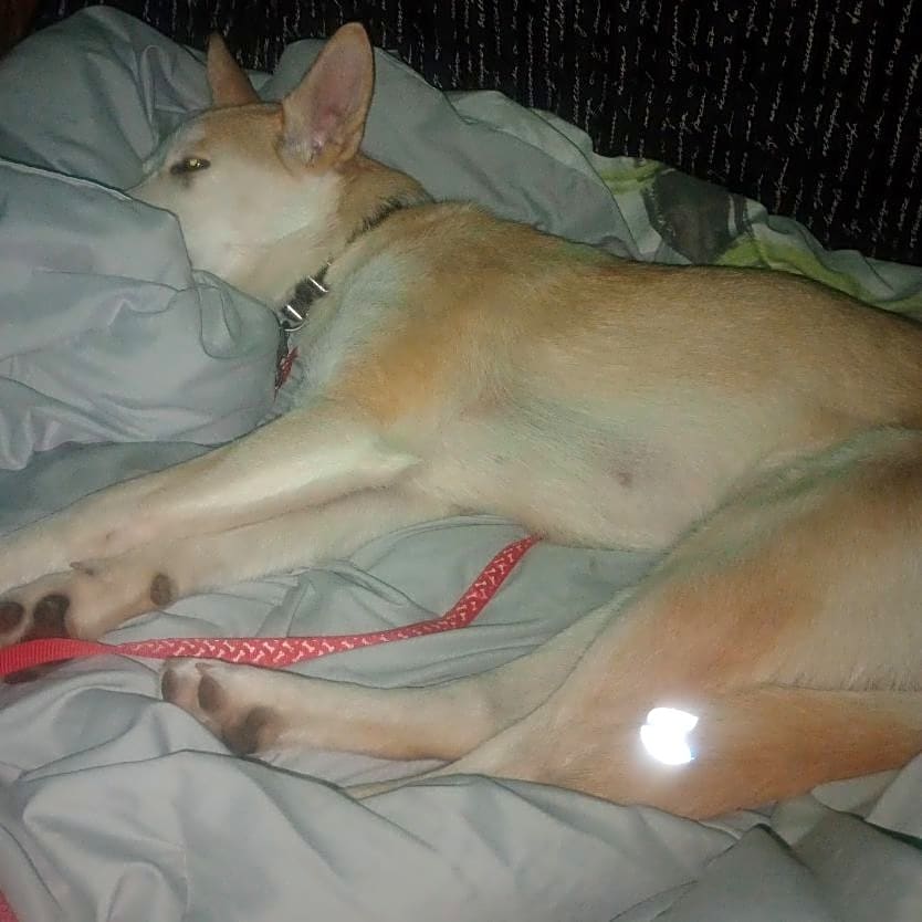 Photo of Nala