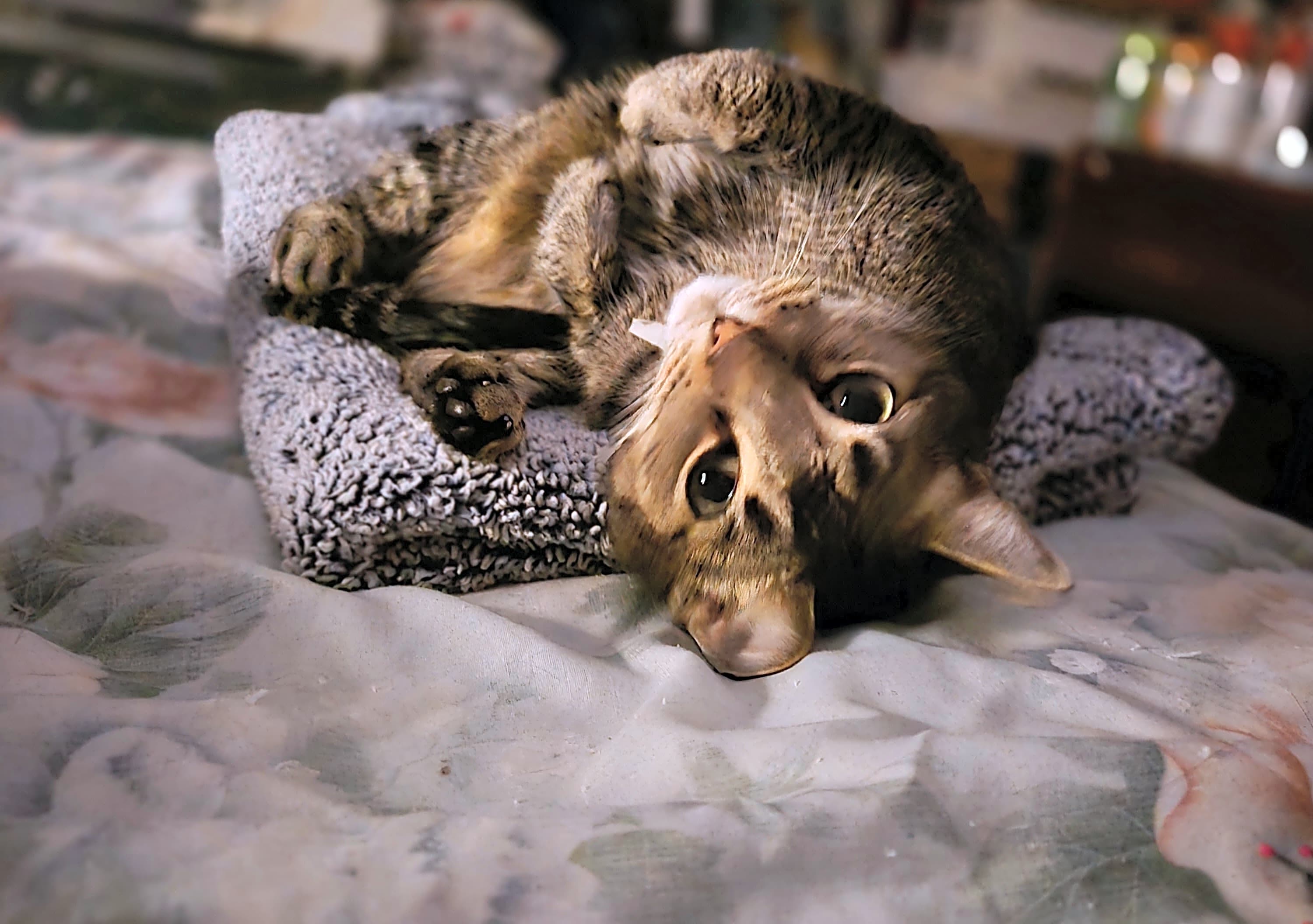 Photo of Skye