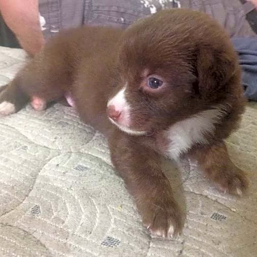 Photo of Koda