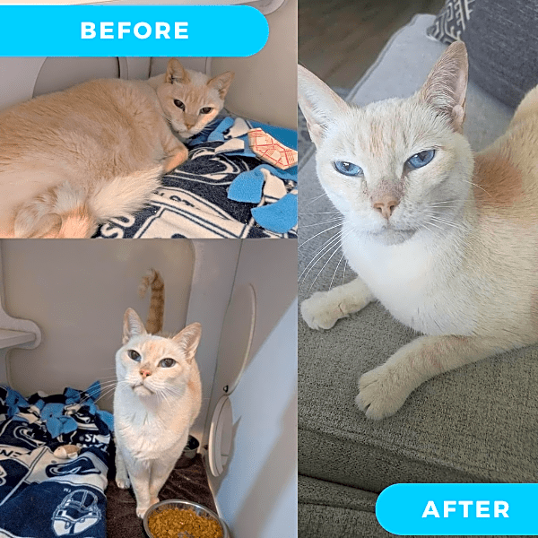 Photo of Vanilla