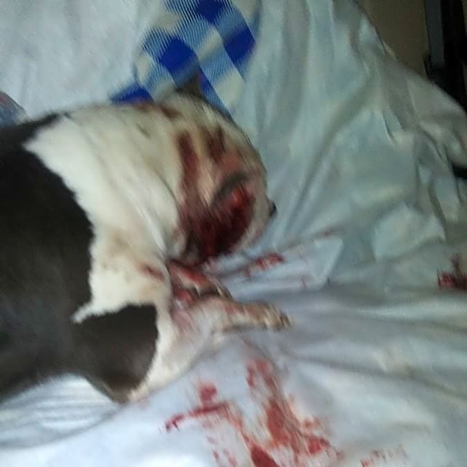 Photo of Cujo