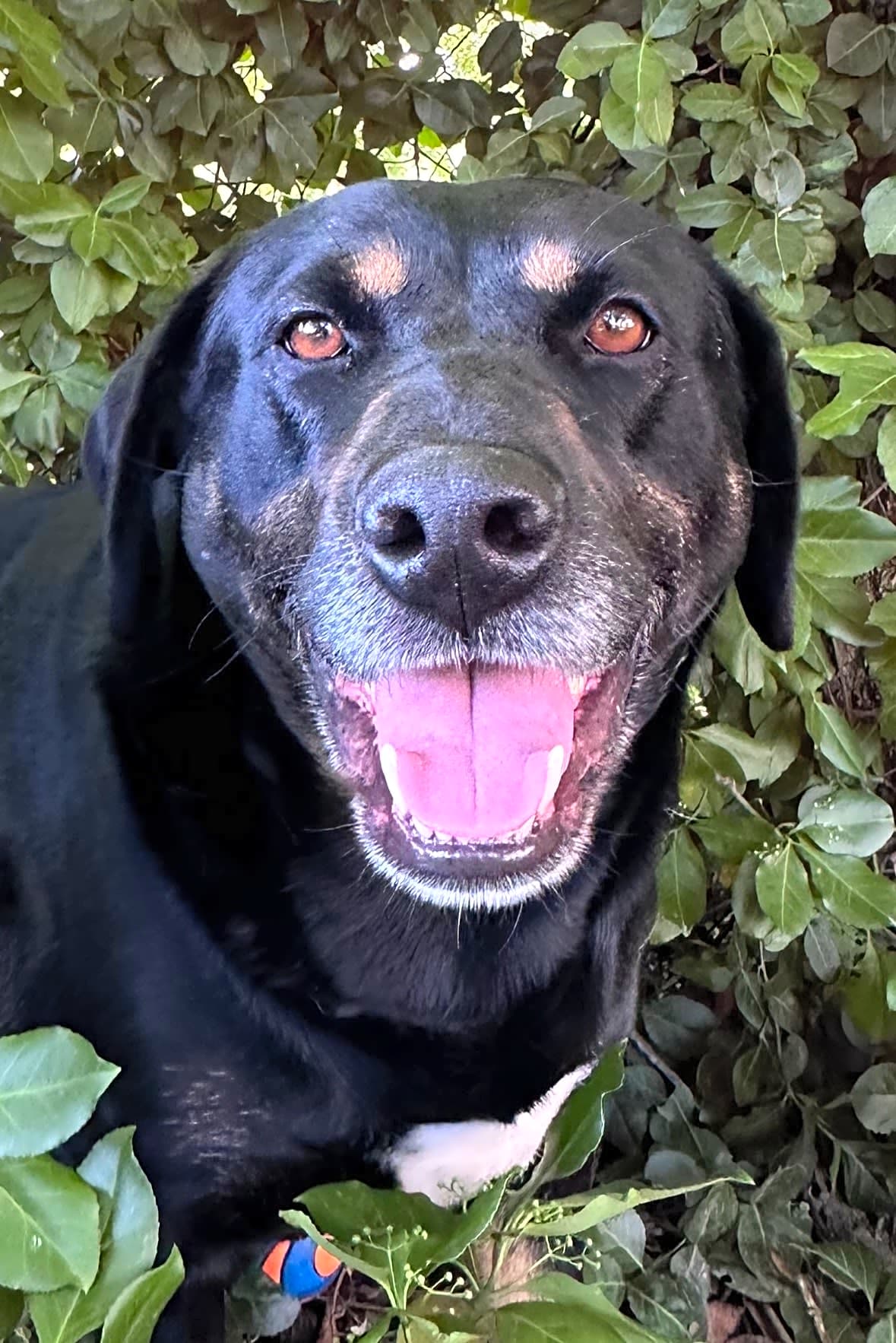 Photo of Sadie