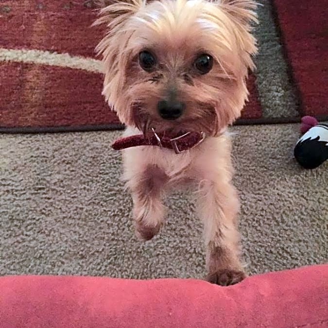 Photo of Bentley