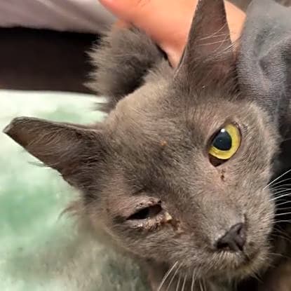 Photo of Albus