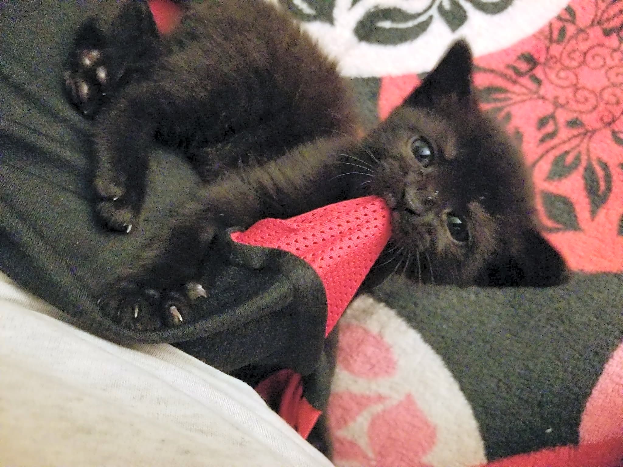 Photo of Beans