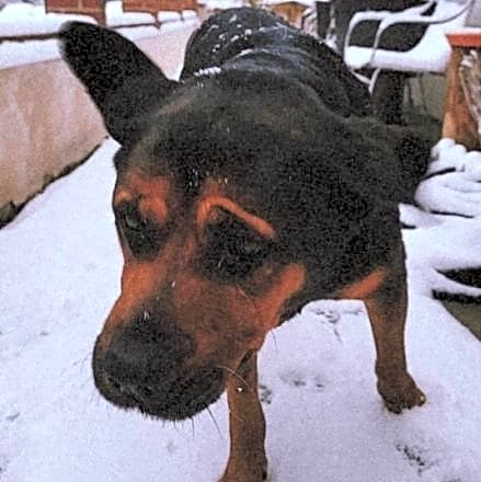 Photo of Tyson