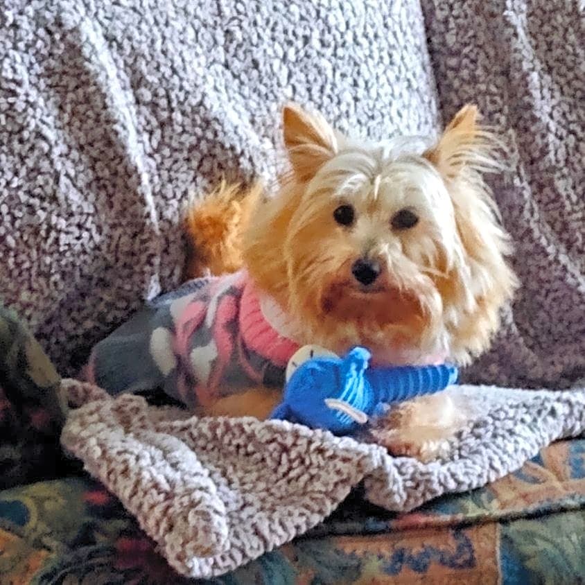 Photo of Pookie Bear