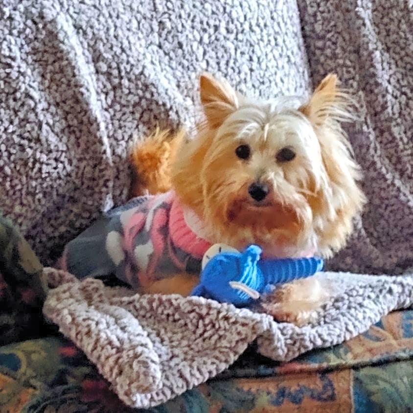 Photo of Pookie Bear
