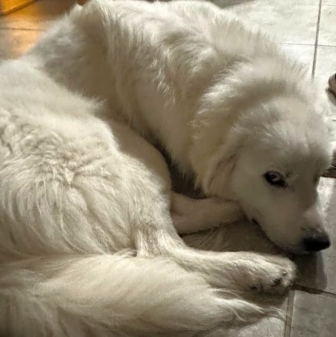 Photo of Lucky