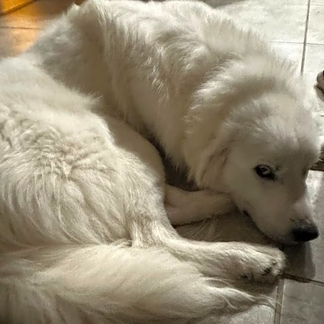 Photo of Lucky