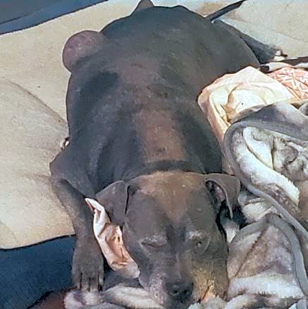 Photo of Smokey