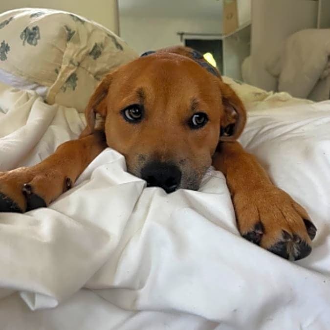 Photo of Teddy