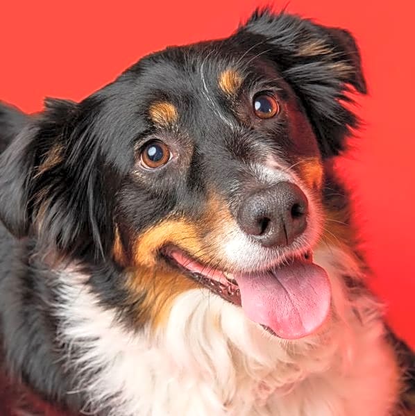 Photo of Milo