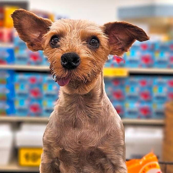 Photo of Odie