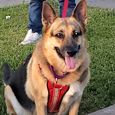 Photo of Pistol