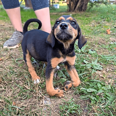 Photo of Puppies