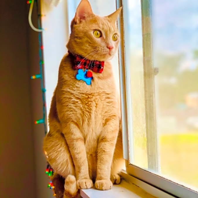 Photo of Loki