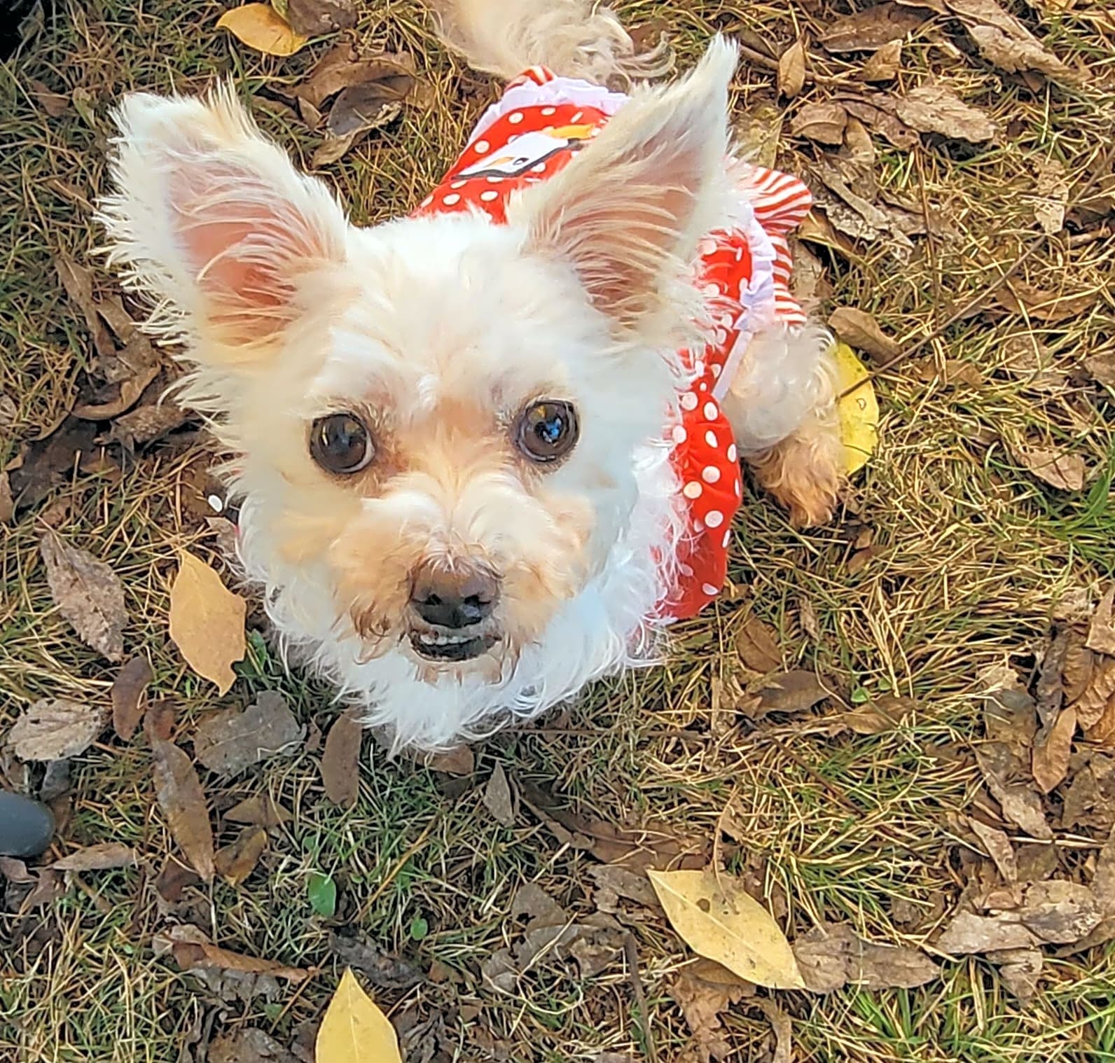 Photo of Sassy