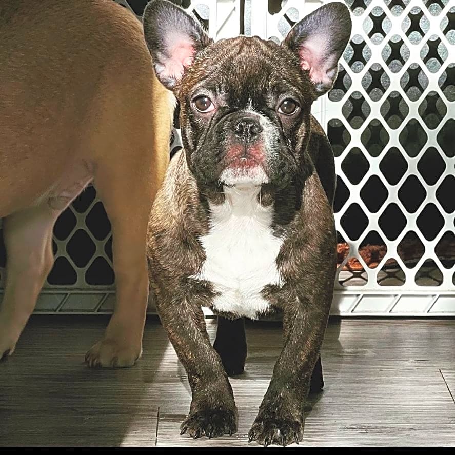 Photo of Muffin