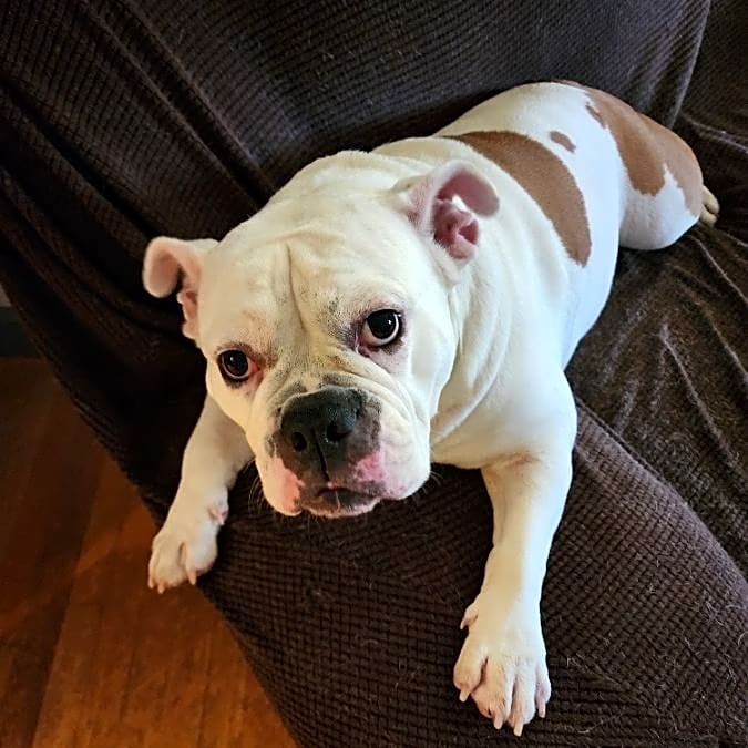 Photo of Penny
