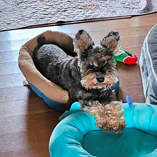 Photo of Winston