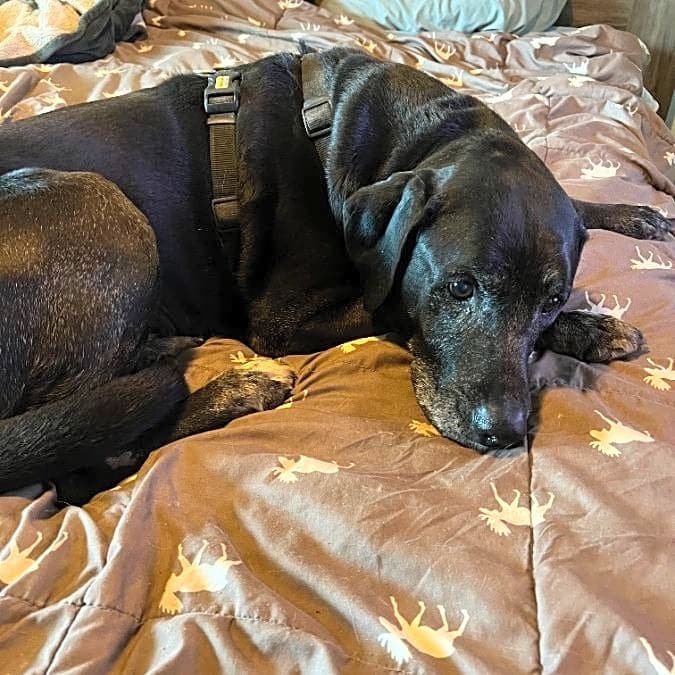 Photo of Hank