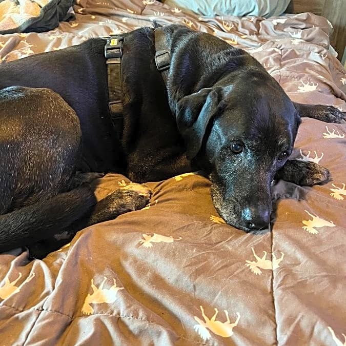 Photo of Hank