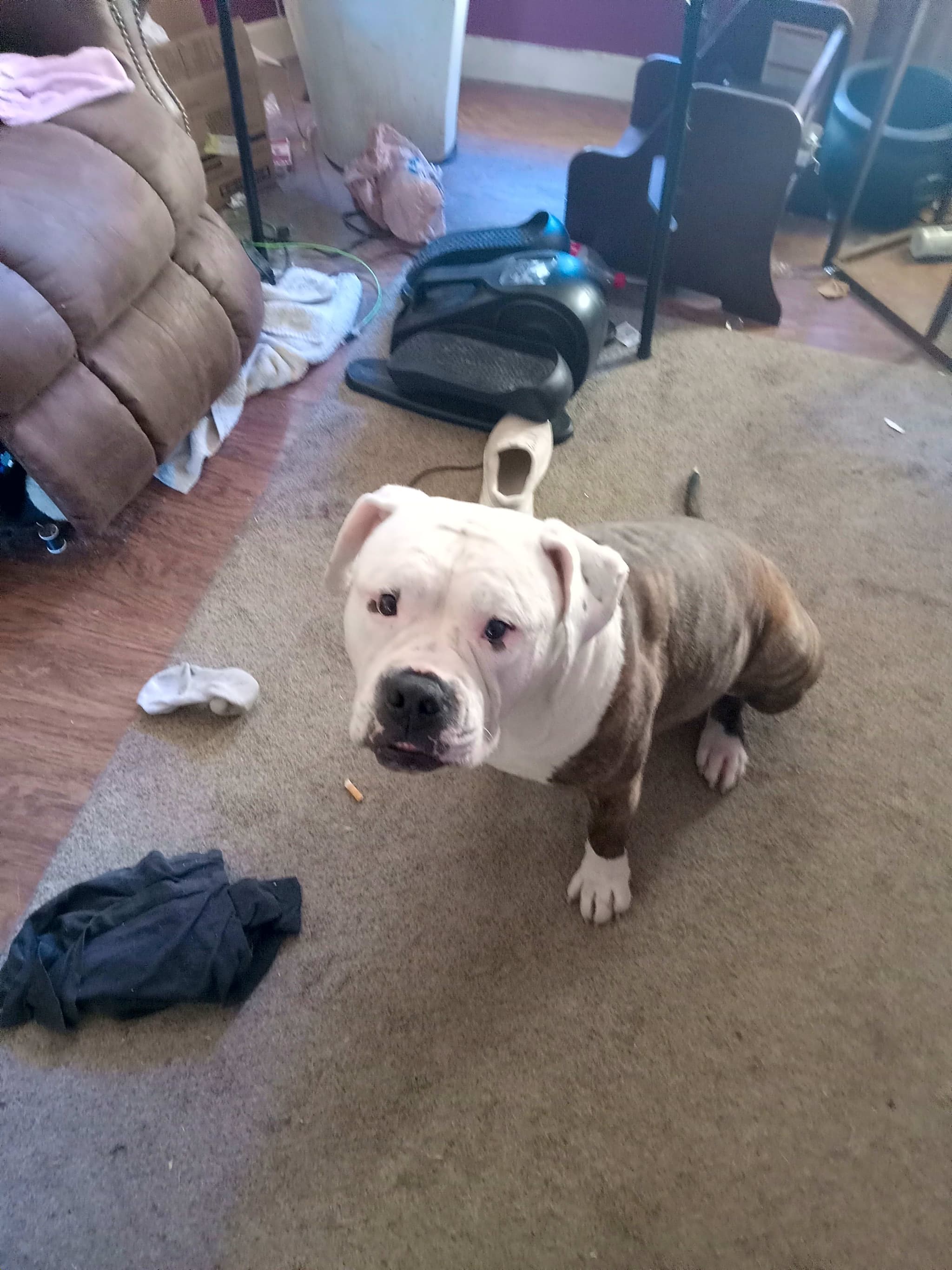 Photo of Hank