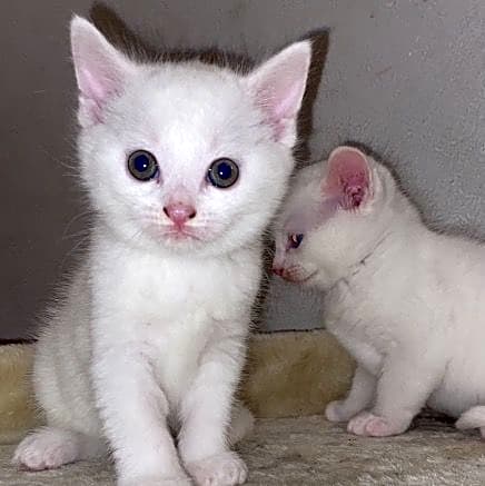 Photo of Oreo