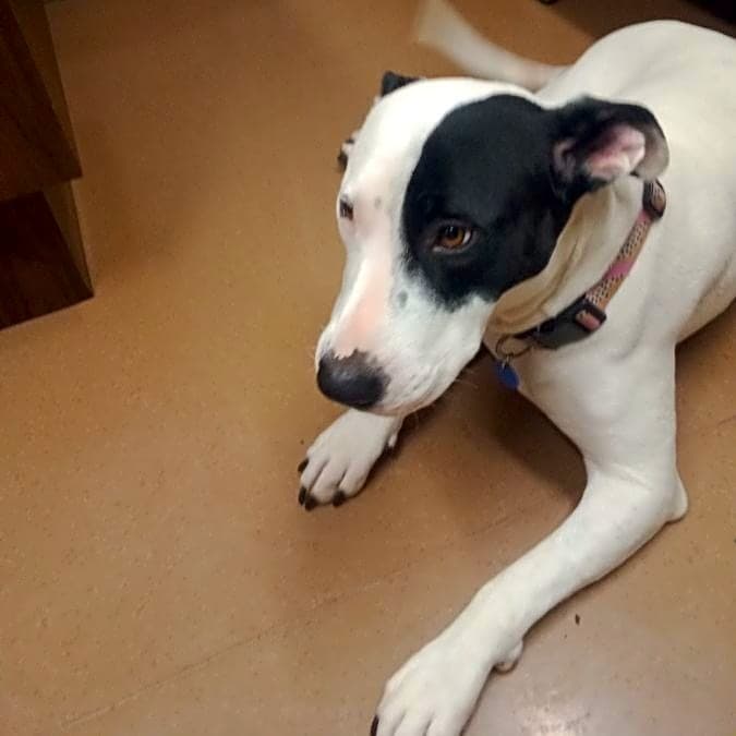 Photo of Stella