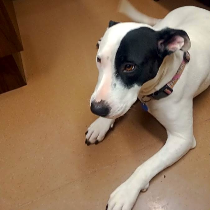 Photo of Stella