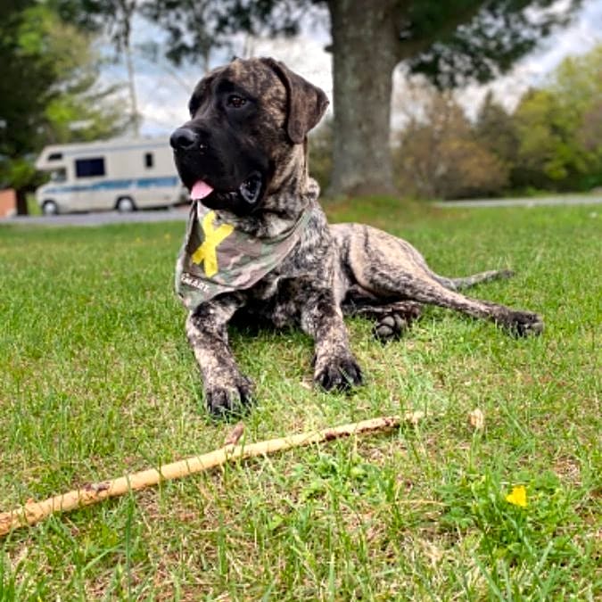 Photo of Brody