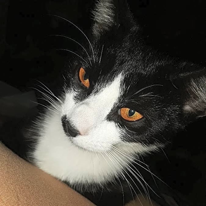 Photo of Figaro