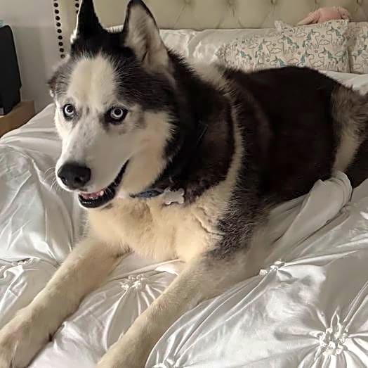 Photo of Maverick