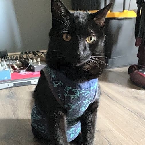 Photo of Meatball