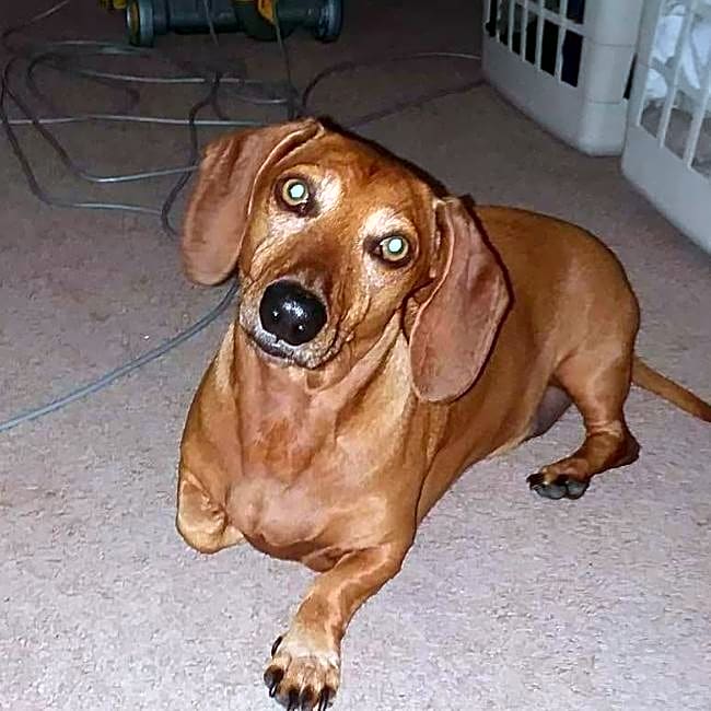 Photo of Coco