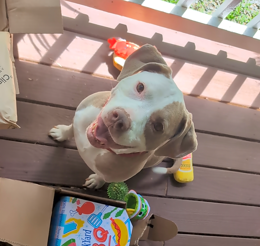 Photo of Stella