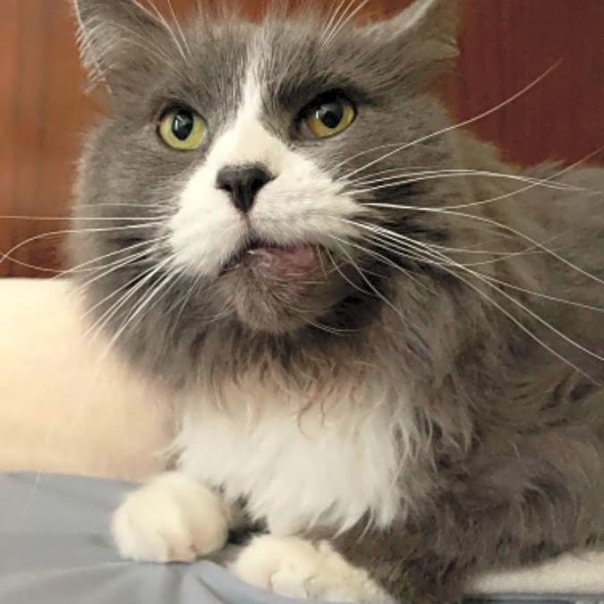 Photo of Wasabi