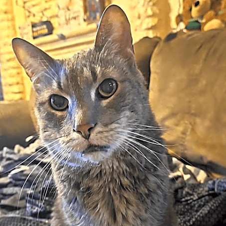 Photo of Bella