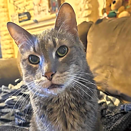 Photo of Bella