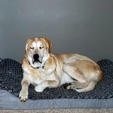 Photo of Gunner